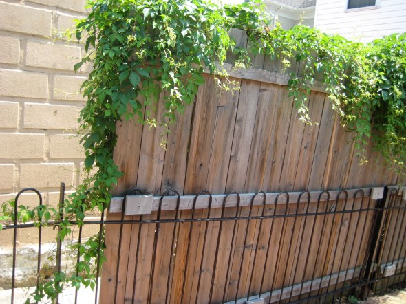 Weeds on the Fence Weeds on the Fence